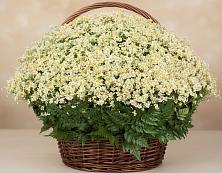 Цветочная композиция из Ромашки в корзине #REPLACE_PRED# Менделеево